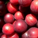 Wild plum/cherry plum jam recipe